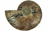 Cut & Polished Ammonite Fossil (Half) - Madagascar #212883-1